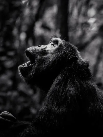 A chimpanzee calls out in the Kibale forest. This black and white photo focuses on the emotion and power of the call, which can be heard for miles and is a key part of their communication.