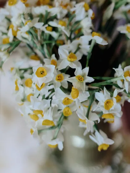 A close-up of fresh daffodils, which represent new beginnings, love, and hope. We chose these beautiful flowers to add a layer of meaning to Kushagra and Preeat's Haldi ceremony.