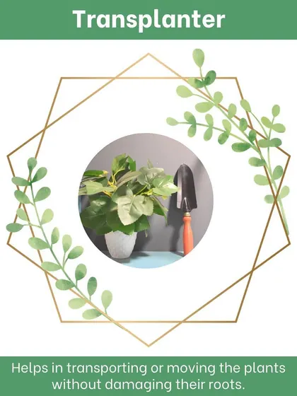 Our transplanter is specifically designed to help you move seedlings and small plants without damaging their delicate roots. The narrow blade allows for precise digging, making it an essential tool for repotting and arranging your garden.