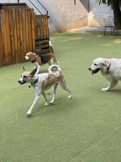 A Beagle, an Indie, and a Golden Retriever all walking together. It’s wonderful to see them form a pack and enjoy their time exploring the play area as a group.