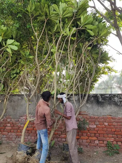 Our team preparing 15-foot Plumeria Alba trees for transport. Known for their fragrant flowers, they are an excellent choice for adding beauty and scent to any landscape.