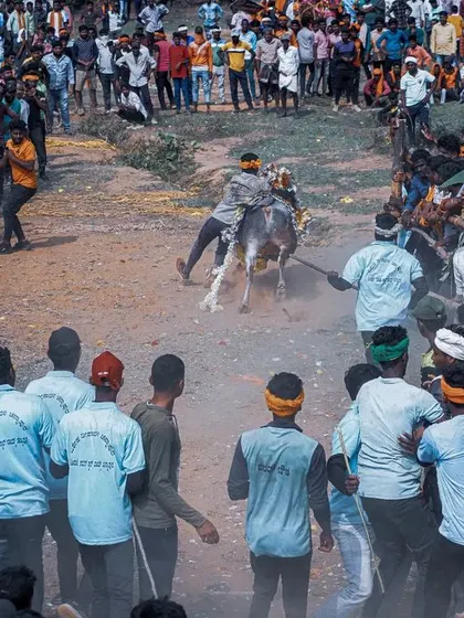 A wide view of the 'Hattihabba' festival grounds, showing the large crowd surrounding the main event. The image gives a sense of the festival's atmosphere and scale.