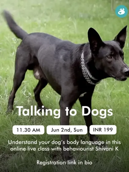 Our dogs are always communicating with us, but do we know how to listen? Join our online class on canine body language to learn how to understand your dog's signals and build a deeper, more intuitive relationship.
