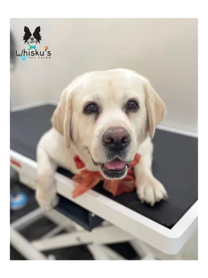 Rocco the Labrador peeking over the grooming table. A simple bath, brush, and nail trim keeps short-coated breeds like Labs looking and feeling their best.