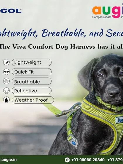 The Viva Comfort Dog Harness has it all: it's lightweight, quick to fit, breathable, reflective, and weatherproof. It's the perfect all-around harness for daily walks and big adventures.