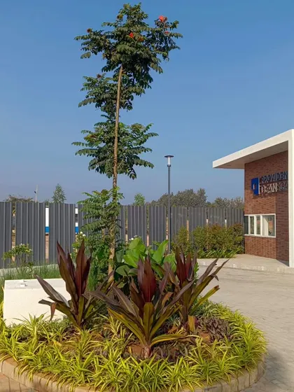 The completed entrance for a new development, designed to be welcoming and professional. I used a combination of a central feature tree, colorful cordyline plants, and low-maintenance ground cover to create immediate visual impact.