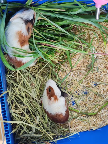 A close-up of our healthy and happy baby guinea pigs. We specialize in genetically superior breeds and ensure they are raised with expert care, making them great pets for families.