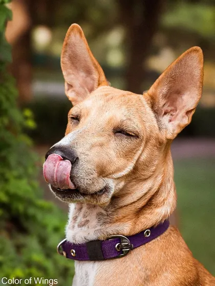 Jimmy Choo, an explorer and cuddle bug, savoring a moment. A happy, relaxed photo like this can make all the difference for a dog waiting for a home. I'm happy to say he has been adopted!