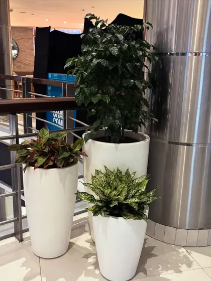 I create beautiful plant clusters that work well in corporate settings. This arrangement combines plants of different heights and foliage, like Aglaonema and Ficus, in matching planters to create a sophisticated green corner.