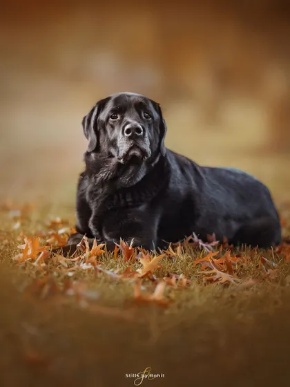 This handsome black Labrador looks so distinguished resting among the crisp autumn leaves. The contrast of his dark coat against the warm fall colors is just beautiful.