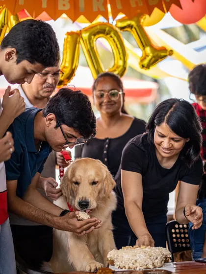 The best part of the party! A happy golden retriever gets the first bite of his delicious birthday cake, lovingly fed by his family.