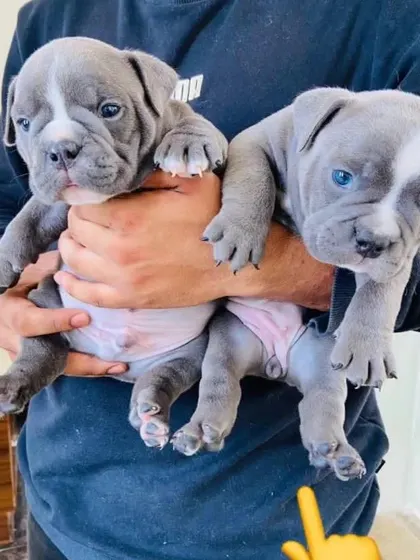 We have extra quality American Bully puppies available for sale in Bangalore.