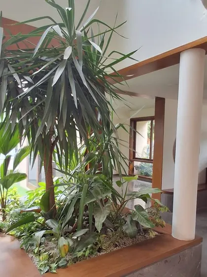A wide view of the indoor garden, showing how it integrates with the home's architecture. A tall Yucca plant acts as a centerpiece, surrounded by a variety of other tropical foliage.