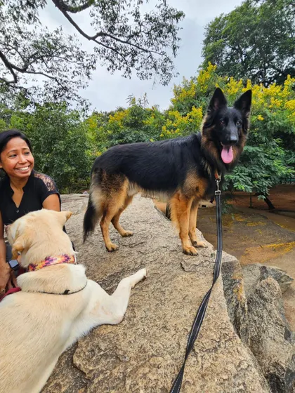 Duggu posing like a king on the rocks while Tiger relaxes below. This shows the level of confidence and calmness we aim to build in all dogs during our outdoor sessions.