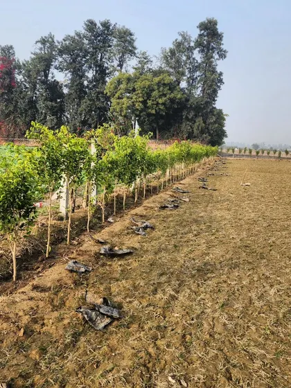 A row of young trees establishing themselves at our farm. We invest time and care into growing strong, healthy plants for our clients.