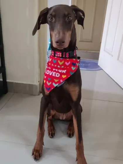 This is Hazel, a 6 month old female Doberman. She is playful, good with other dogs and people, and is looking for her forever home in Bangalore.