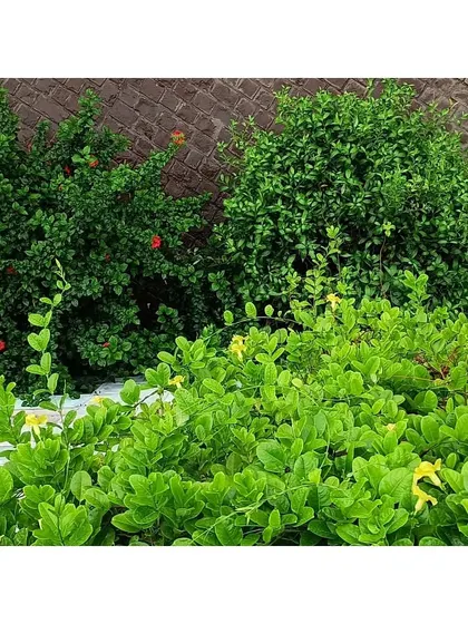 The lush greenery that has now taken over the Eklavya campus. The facade, made of reclaimed windows, was designed with integrated planters to encourage this growth, creating a vertical garden that supports local biodiversity.