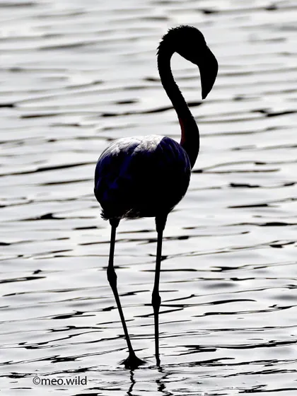 I took this shot against the bright light to create a silhouette. The iconic shape of the flamingo stands out beautifully against the shimmering water, creating a simple yet powerful image.