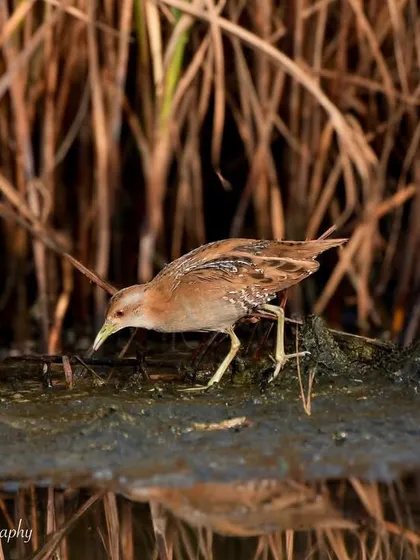 A shy Bailon's Crake foraging in the mudflats of Navi Mumbai. These secretive birds are a rare and exciting find for any birder.