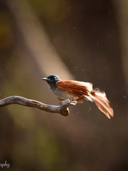 Shaking it off! The flycatcher fluffs its feathers after a refreshing dip, a dynamic and interesting behavior to capture.