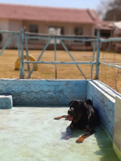 Tyson the Rottweiler knows how to relax. He's found the perfect cool spot in the shallow end of our pool on a warm day.