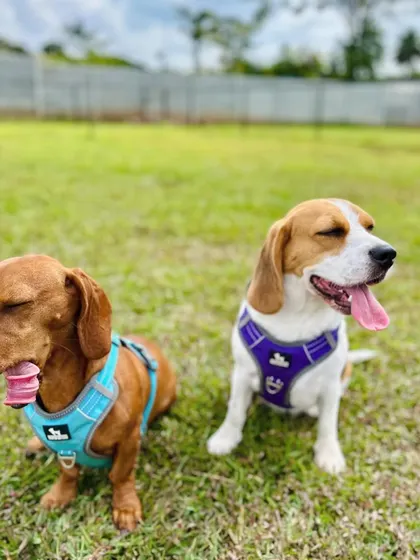A funny, candid shot of two cute pups mid-lick and mid-blink. We love capturing these real moments.