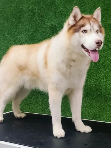 A perfectly groomed Husky standing proud. A proper de-shedding treatment not only reduces shedding but also defines the dog's shape and highlights the quality of its coat.