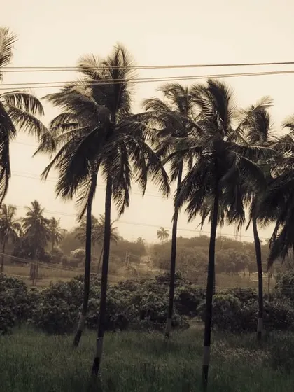 A line of palm trees with a vintage, sepia edit. This shot evokes a feeling of a warm, lazy beach day.
