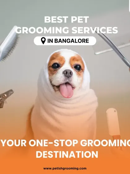 My one-stop grooming destination covers everything. This image showcases the tools of the trade: brushes, scissors, and clippers for a complete makeover.