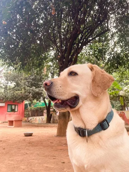 This majestic Labrador is enjoying the view on Valentine's Day. Our facility is their home, filled with love.