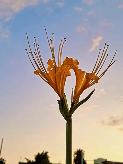A Lycoris Lily at sunset.