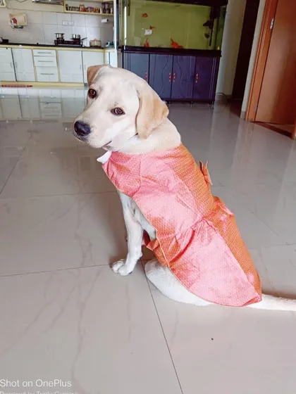 Scooby looking pretty in pink for her birthday. Her adoption is a true success story.