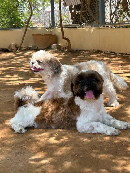 The birthday pups enjoying some time in the sun after their cake celebration.