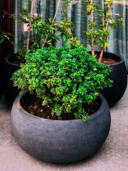 A simple yet elegant planter adds a touch of green to the patio, placed beside the comfortable outdoor sofa.