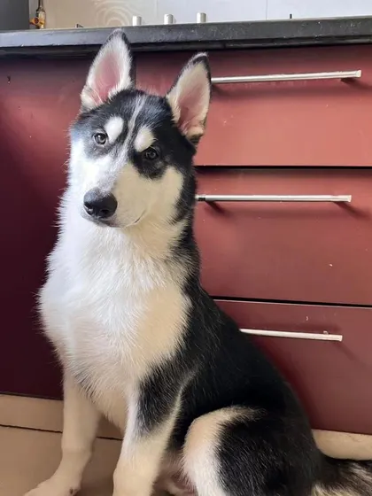 Meet Zeus, a stunning 5-month-old Husky! He's learning all the skills he needs to be a well-mannered 'raaja beta' of the house.