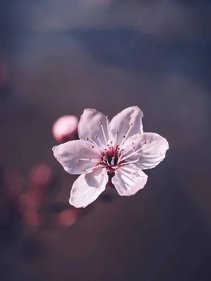 A single, delicate pink cherry blossom is captured in soft light against a dark, moody background. This minimalist macro photo highlights the simple beauty of a flower.