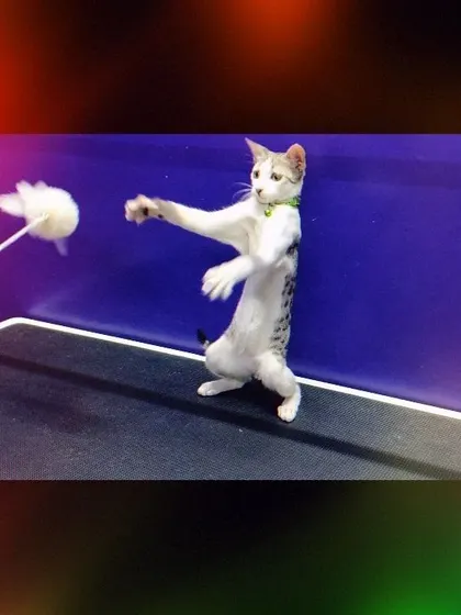 It's not all work and no play. We love having fun with our visitors, like this energetic cat who was just moments away from catching the feather toy during a play session at our shop.
