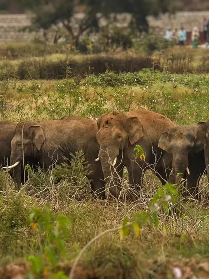 A herd of elephants, known as a 'memory', moves through the tall grasslands. This image shows their social structure and the way they travel together as a cohesive unit.