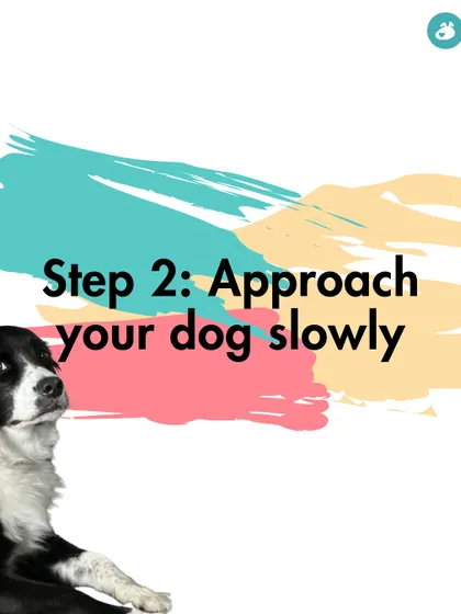 Step 2: Approach your dog slowly. The series continues, building up to our main point about pet safety during festivals.