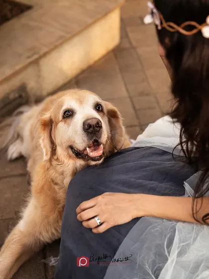 The look of pure love and trust from a senior dog to her human. These are the moments that make family pet photography so meaningful.