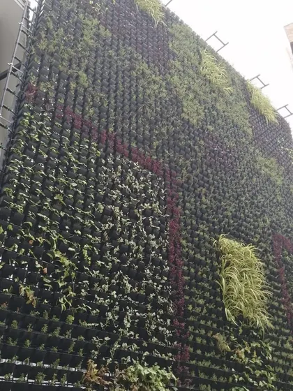 A large-scale vertical garden during installation. This image shows the modular system used to create these impressive living walls, which can cover entire building facades.