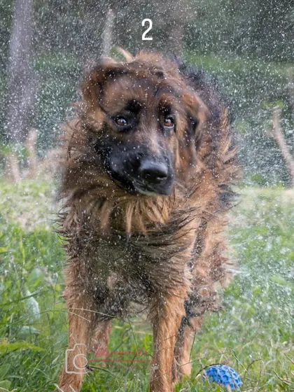 The "shake it off" series continues, capturing the hilarious and dramatic expressions dogs make.