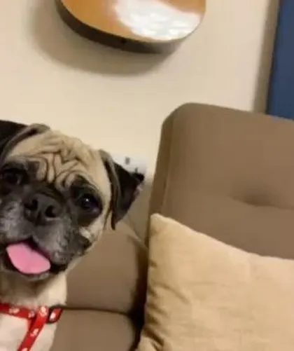 A happy glance from Sushi, the adopted pug. After recovering from tick fever and skin issues, she was ready for a family to call her own.