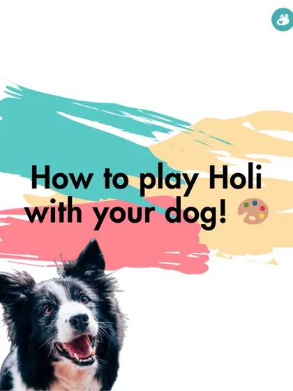 How to play Holi with your dog? This satirical post makes a clear point: you don't. The colors and chaos are harmful and stressful for them.