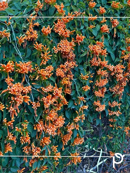 A wall covered in the vibrant orange blooms of the Orange Trumpet Vine. This fast-growing climber is excellent for creating a sensory experience with its bold color.