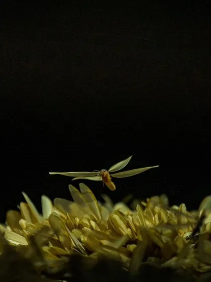 A lone termite in flight, embarking on its journey to establish a new colony.