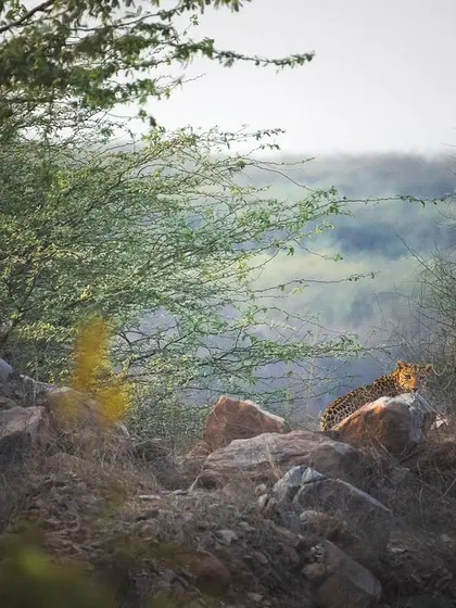 A leopard rests on sun-warmed rocks, with the hazy city visible in the distance, a scene that captures the unique urban-wild interface of Gurgaon.