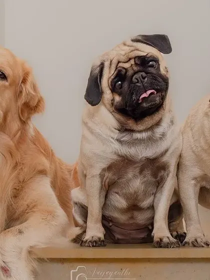 A collage from the shoot with three dogs: a golden retriever and two pugs.