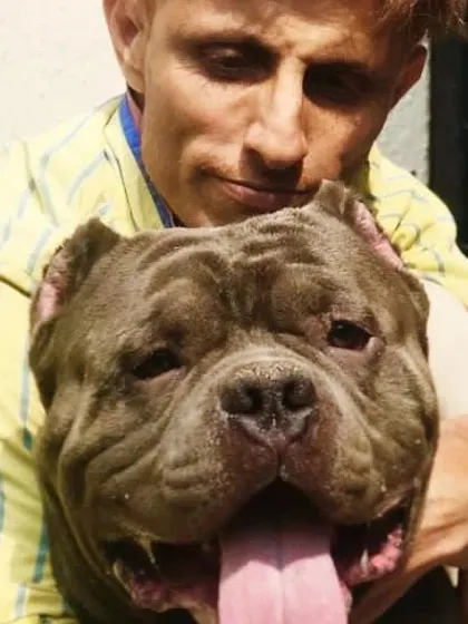 The proud father of our American Bully litter, a magnificent example of the breed.