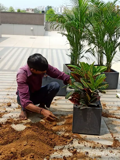My team member carefully planting a croton in a modern planter during a balcony transformation project. This shows the attention to detail I bring to every installation.